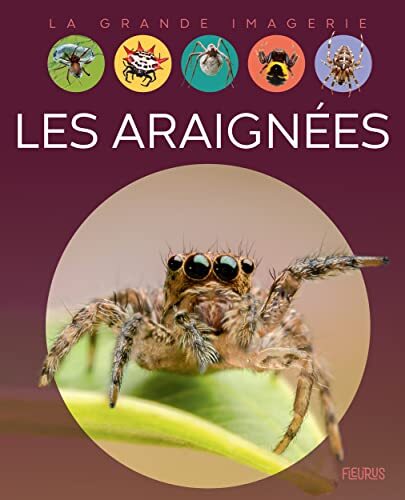 les araignées  