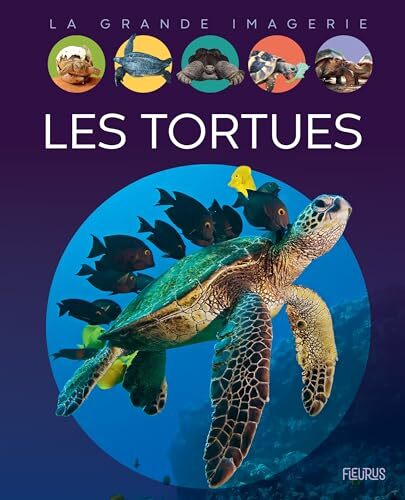 les tortues  