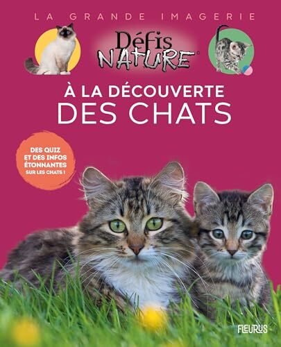 a la découverte des chats