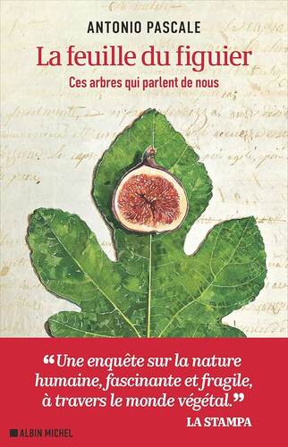 la feuille du figuier  