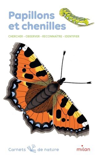 papillons et chenilles