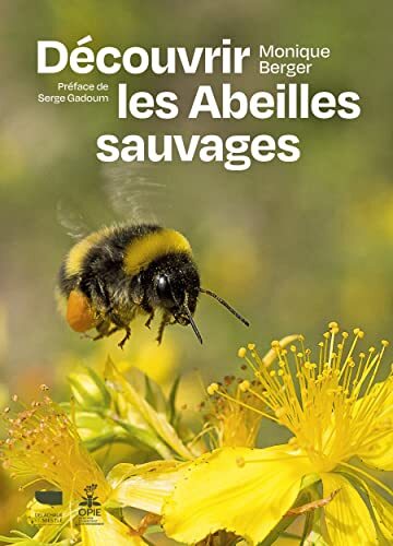 découvrir les abeilles sauvages