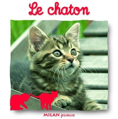 le chaton  