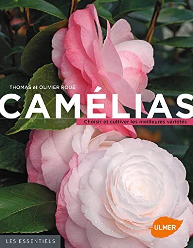 camélias